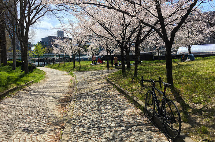 Cerezos en flor en uno de los muchos carriles bici de Osaka y cerca del RBRJ Osaka