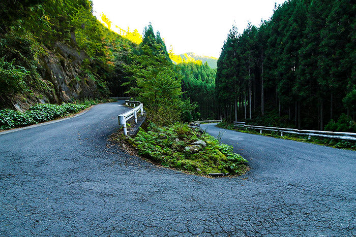 Les collines du nord peuvent être vertes toute l'année dans certaines sections de la boucle des collines du nord de Kyoto.