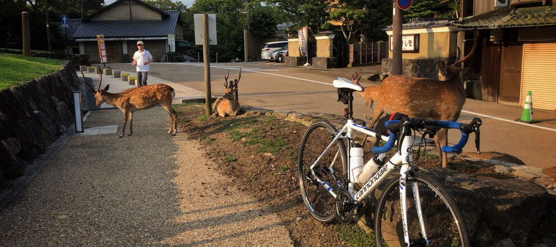 A road bike and some deer in Nara.