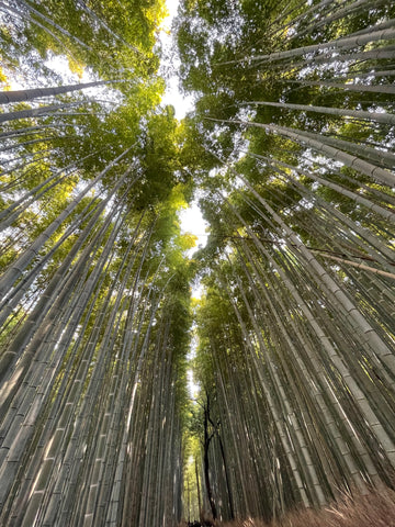 Enjoy the cool beauty of the bamboo forest in Arashiyama